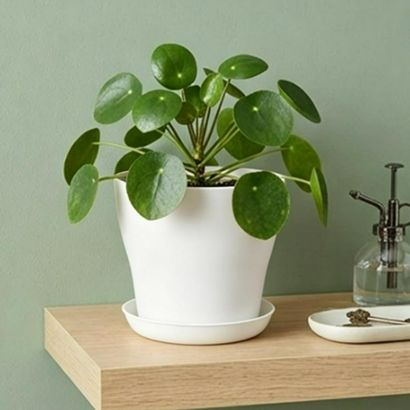 مجموعة أواني نباتات مع فتحات ت - مراجعة Indoor Herb Garden Kit وسعره